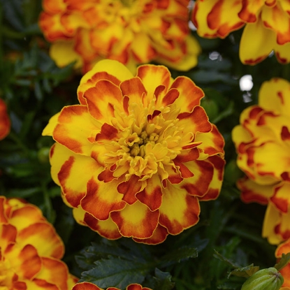 Picture of Marigold - French Flamenco